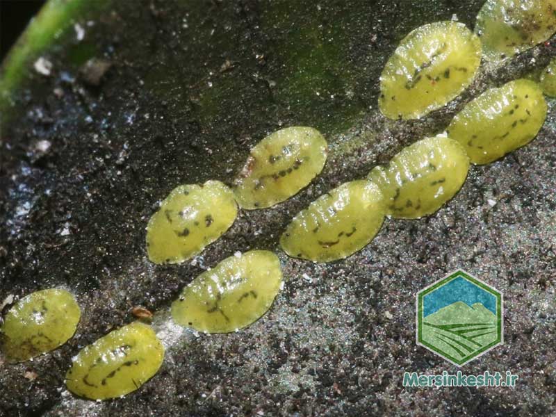 شپشک سبز چای