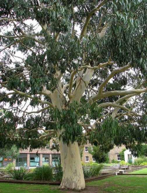 درخت اکالیپتوس