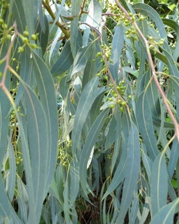 Eucalyptus camaldulensis