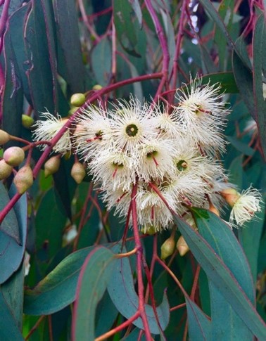 گل اکالیپتوس