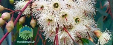 گیاه اکالیپتوس و فضای سبز