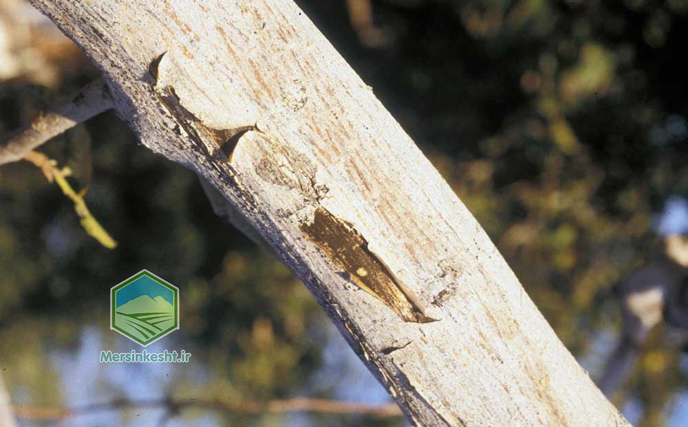 ناتراسیا توت