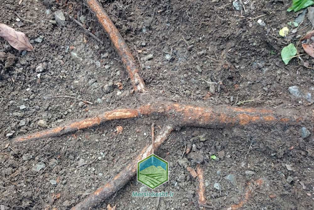 پوسیدگی سفید ریشه