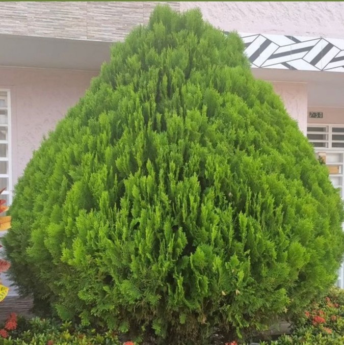 سرو خمره ای