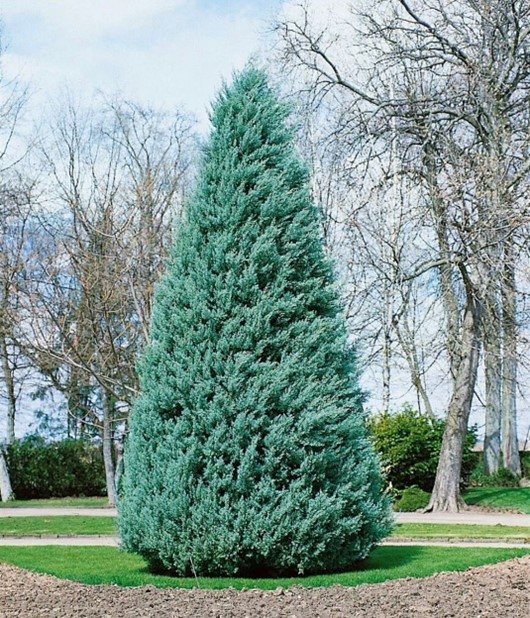 سرو سیمین و نقره ای