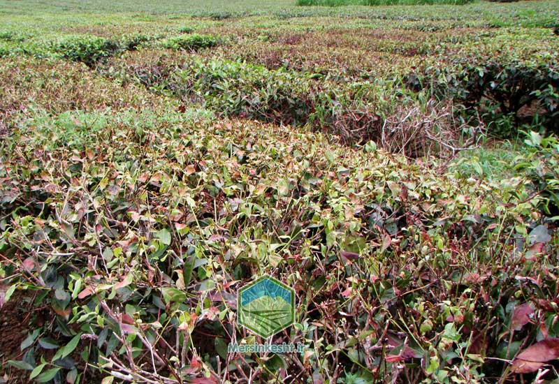 پوسیدکی ریشه چای