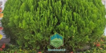 درخت سرو و فضای سبز