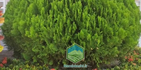 درخت سرو و فضای سبز